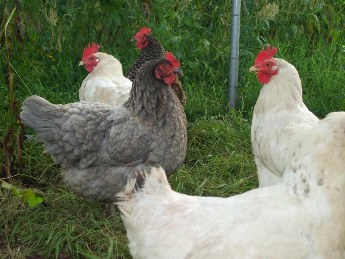 The Brown Hen Guest Accommodation Bandon Εξωτερικό φωτογραφία